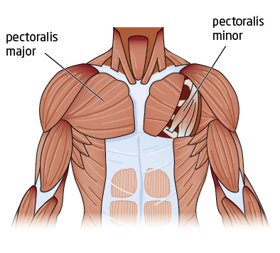 Muscles In Chest