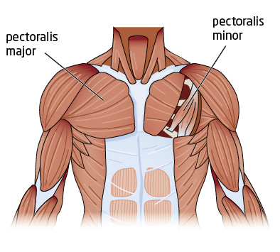 Chest Anatomy